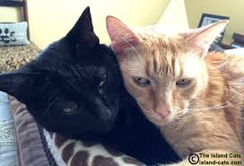 ParttimePress's tweet image. Two Heads are Better Than One
Book Sets On Sale
part-timepress.com/WP/?product_ca…