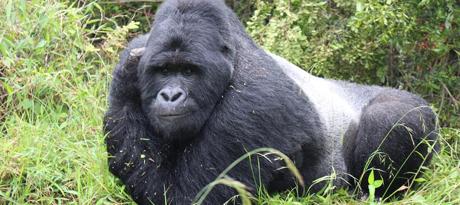 Book for an adventurous #3days #gorilla #trek in the misty #BwindiImpenetrable
#Ugandasafaris
#Cheapsafaris
#TraveltoBwindi
#Zziketropicalsafaris
#BudgetSafaris