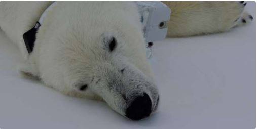 Green_FiveFive's tweet photo. #Climat: la fonte de la banquise menace la vie des #OursPolaire.
https://t.co/Z65IfXblYy https://t.co/fRF10sRNMI
