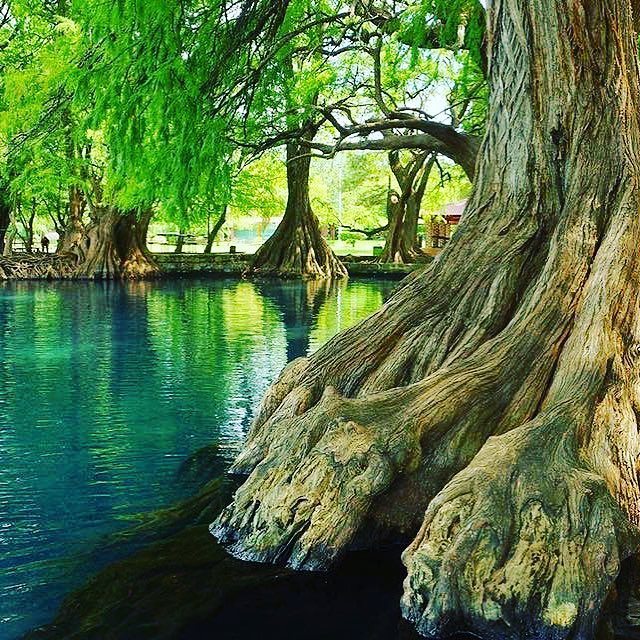 "A reflecting pool at Camecuaro Lake." Plan and book your trip to Mexico at zpr.io/nPkqb

#MexicoXpertz #TripXpertz, #KnowBeforeYouGo, #Mexico, 
#CamecuaroLake #Michoacan #XperienceMexico #AdventureMexico #VisitMexico#ThesoulofMéxico 📷: <a href="/visitmichoacan/">Visit Michoacan</a>