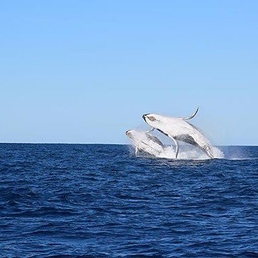 "A lesson to be learned for all; jump for joy!" Plan and book your trip to Los Cabos, Mexico at zpr.io/nadHp

#MexicoXpertz #TripXpertz, #KnowBeforeYouGo, #Mexico, #MustdoLosCabos #SanJosedelCabo #TodosSantos #LaPax #LosCabos
#XperienceMexico #AdventureMexico #VisitMex