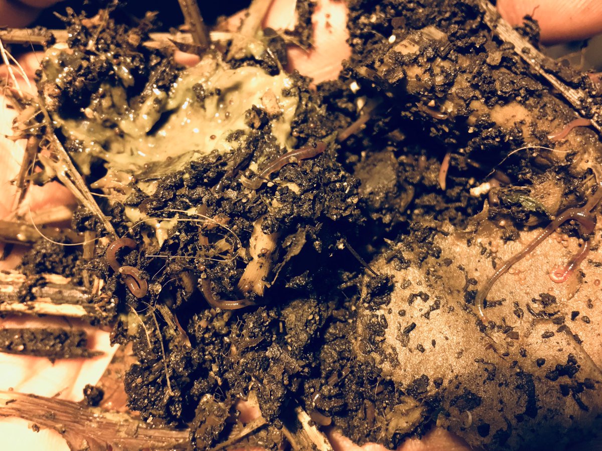 WormsWay's tweet photo. Vermiculturists call this a #doubleup https://t.co/U2oxGoVnDr