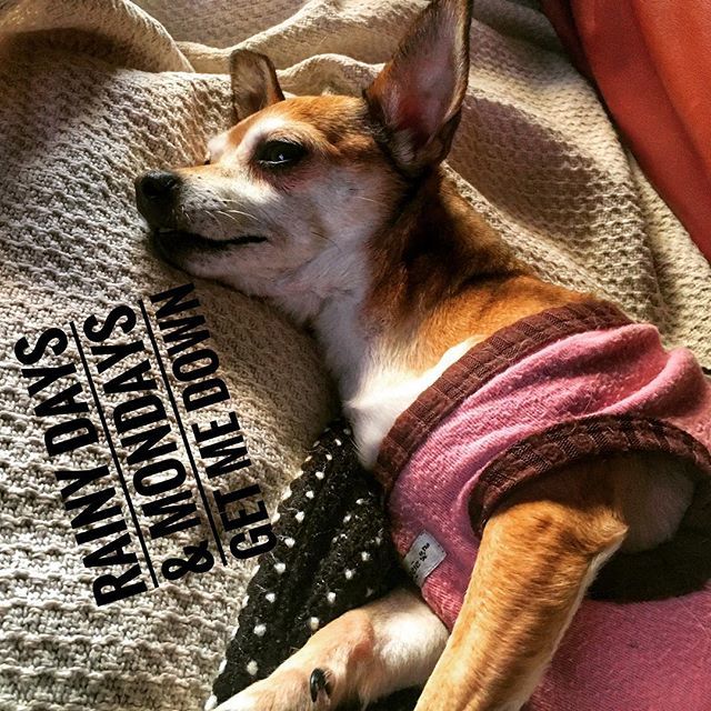 DCFrenchBulldog's tweet photo. #meema #chihuahua #chihuahuasrule #monday #chihuahuasofinstagram #dcdogs #dcchihuahua #doglife #donotdisturb https://t.co/uyIoJyQEMl https://t.co/hJk8frVUQc