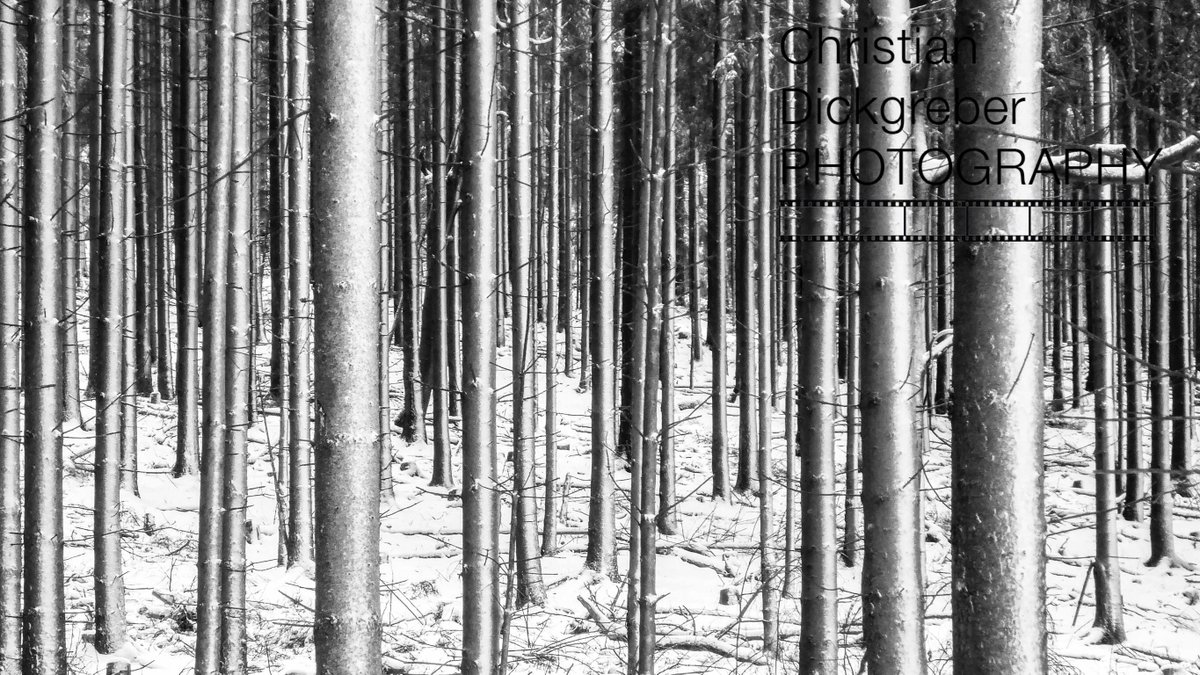 DickgrePhoto's tweet photo. #snowtree #Taunus #trees #forestfulloftrees #igcdphotography #dickgreberphotography #cdphotography #BWphoto #snowphotography https://t.co/rIPrNZUVws
