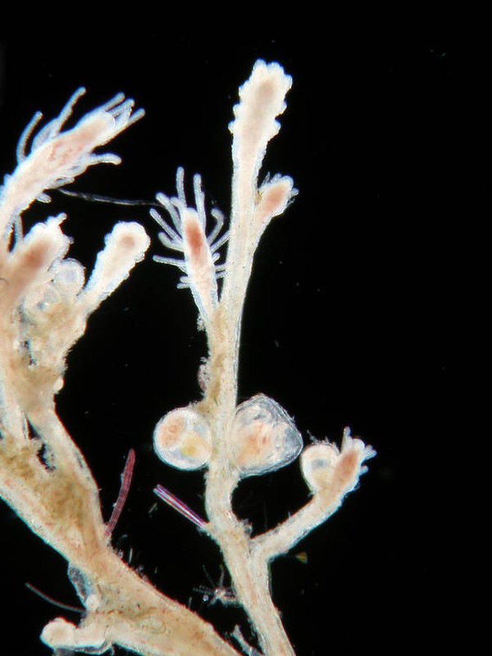 Turritopsis dohrnii полип