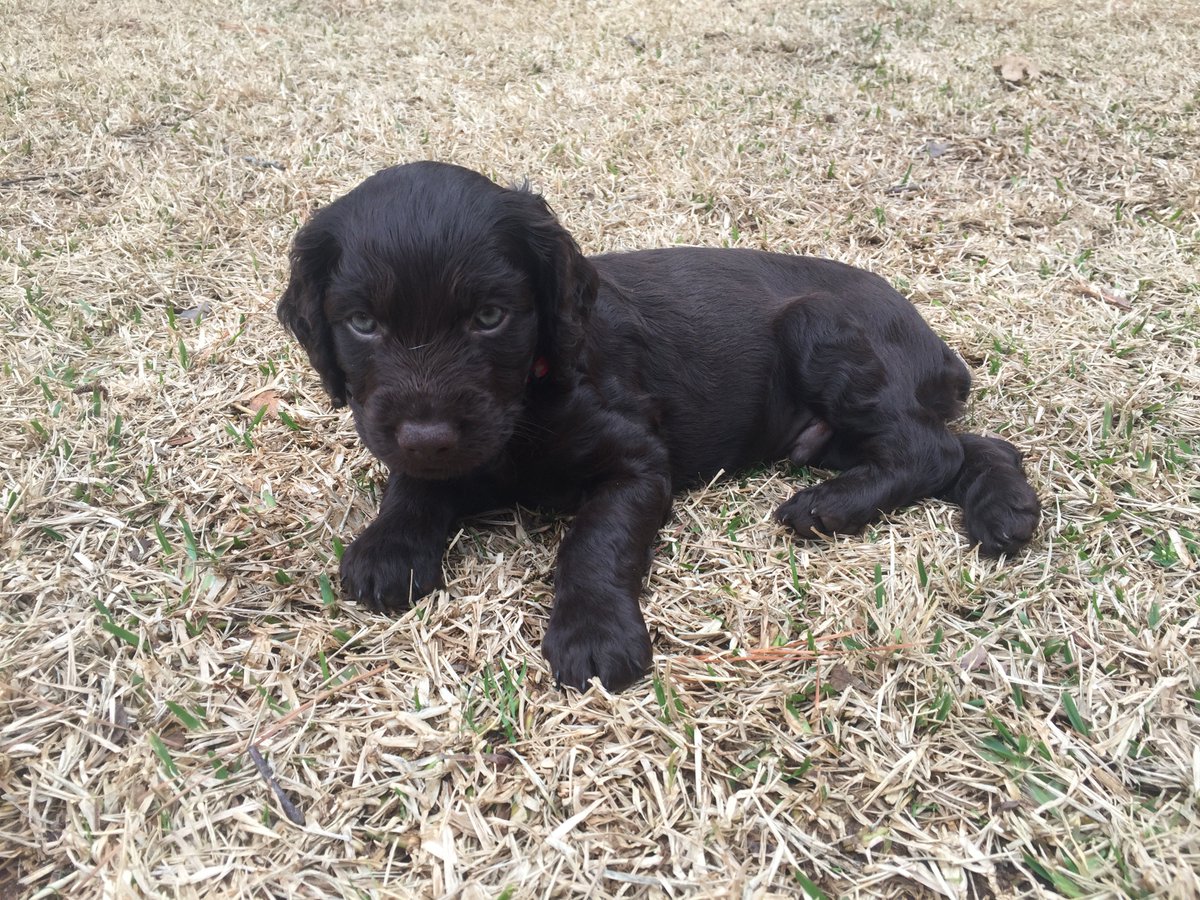 harriseckstrom's tweet photo. This is the newest member of our household. #boykinspaniel #Otto #SCstatedog #littlebrowndog #Eckstrompartyof3 https://t.co/uWLzizOiHL
