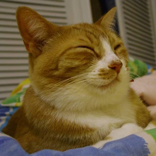 ThreadedDaisies's tweet photo. Reposting @miyouji: - via @Crowdfire 
A big smile by Juan.
#juancatisbusy #travelwithcats .
.
.
.
.
#tabby #tabbycat #kitty #cats #catoftheday#catoninstagram #adventurecat #adventurekitty #pets https://t.co/UdJEg4bLN1