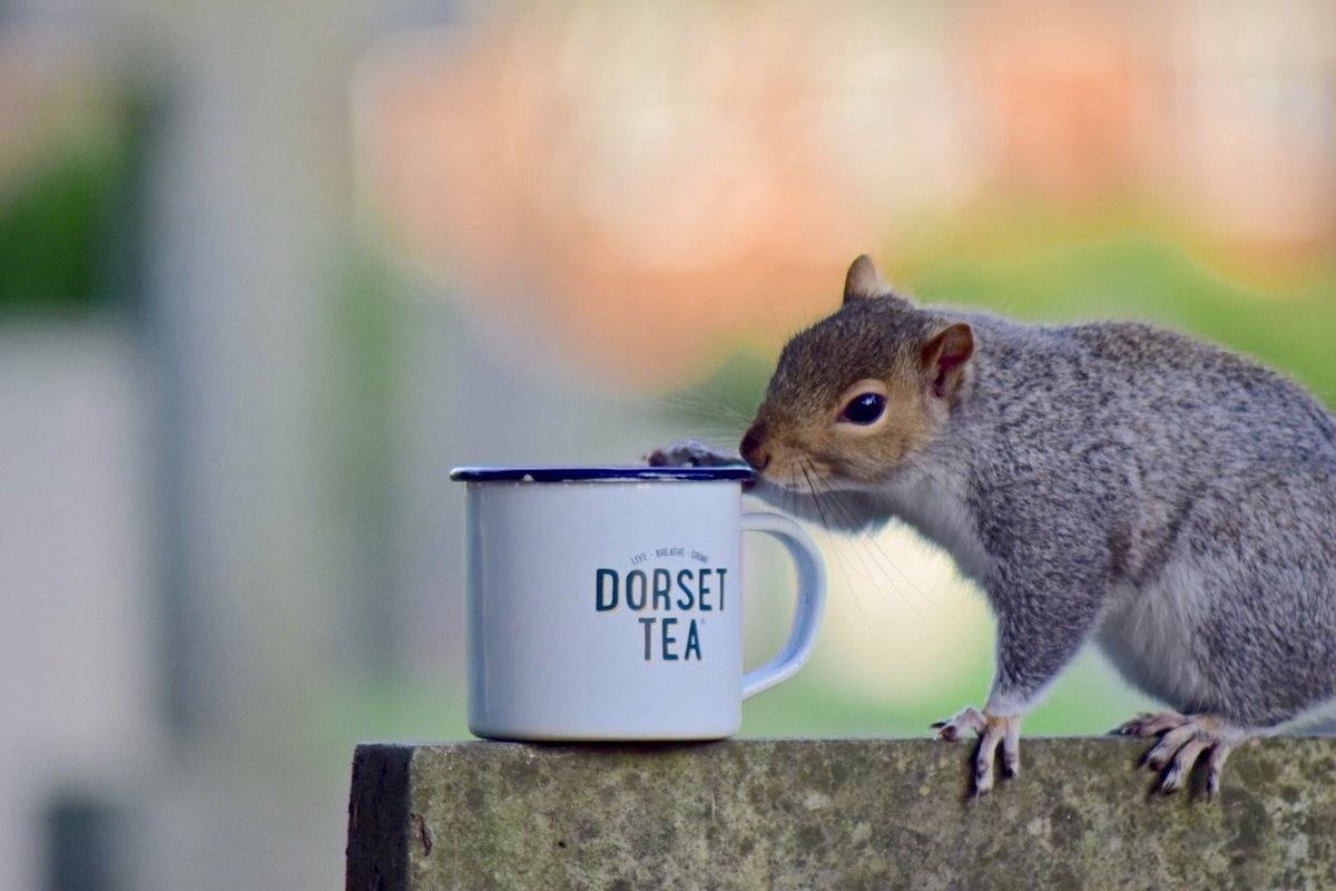 dorset_tea's tweet image. #Spring is on the way! 🐿️ This cheeky chap knows that it&apos;s time to #GetOutside and enjoy the #sunshine ☀️

There&apos;s still a chill in the air, so don&apos;t forget a warming cup of #DorsetTea Sunshine Blend to accompany you on your adventures.