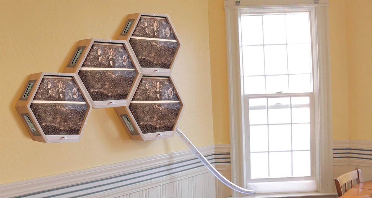 Bring the bees inside with <a href="/_BEEcosystem_/">BEEcosystem</a>:

inhabitat.com/beecosystem-ob…