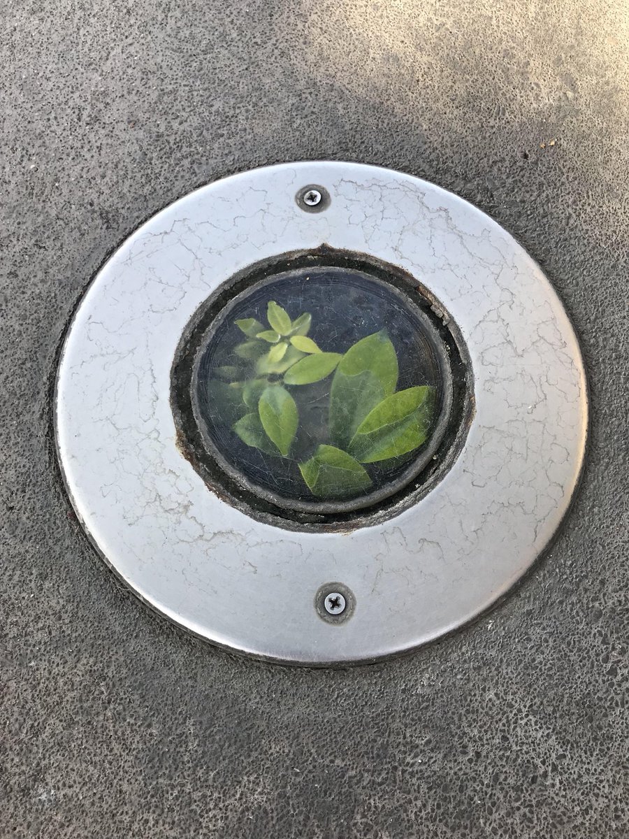 ActeLum's tweet image. #inground #terrarium #letItGrow #NatureAlwaysWin CC @LightingSpy