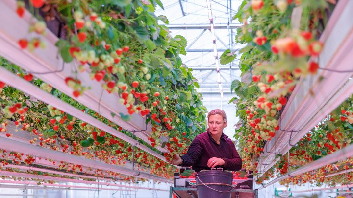 Our latest <a href="/PhilipsHorti/">Philips Horticulture</a> Greenpower #LEDs offer higher light efficacy, longer lifetime and more energy efficiency #sustainability This helps growers improve crop yields and reduce costs. Read more about these new  #LEDlighting modules here:  philips.to/2BTsRl2