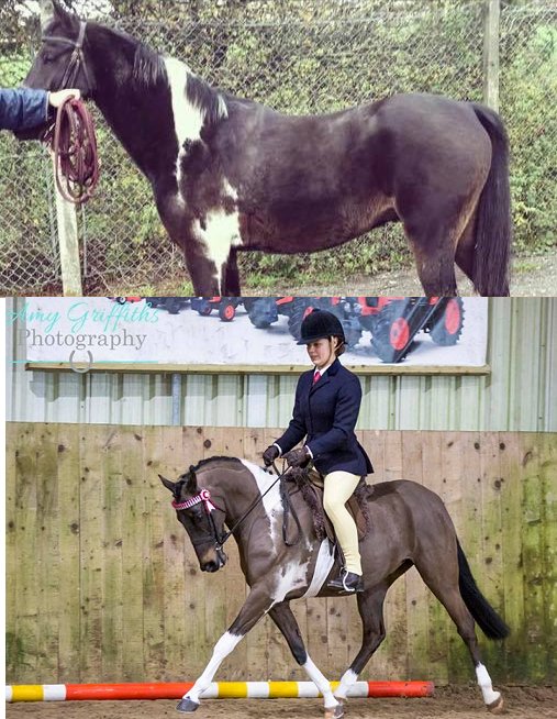 SaracenFeeds's tweet photo. Wow what a difference! Reylem Rogan has been fed Show Improver cubes and Equi-Jewel for the last 8 weeks #ControlledCondition #SaracenShine #FeedtheDifference https://t.co/PzkhA6Haks https://t.co/yseY8GGtTH