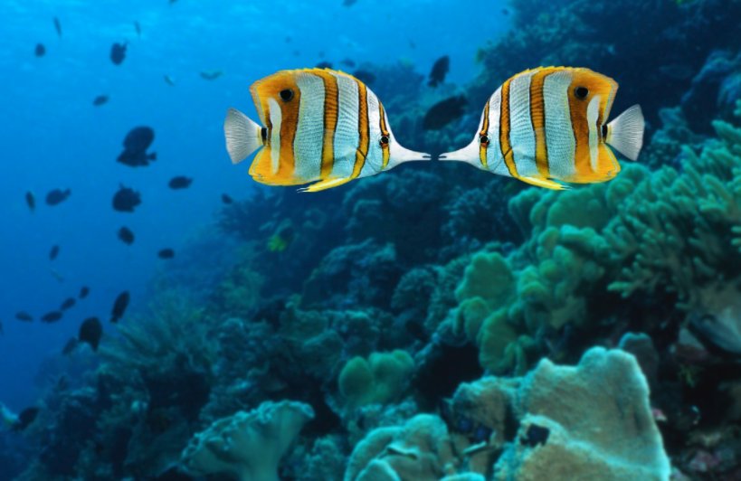 DailyHiveVan's tweet photo. Last chance to enter! Win 2 tickets to Valentines Day After Hours at @vanaqua via @VancityBuzz https://t.co/XjtJbDY2SD RT to enter! https://t.co/jeDWwS8KGg