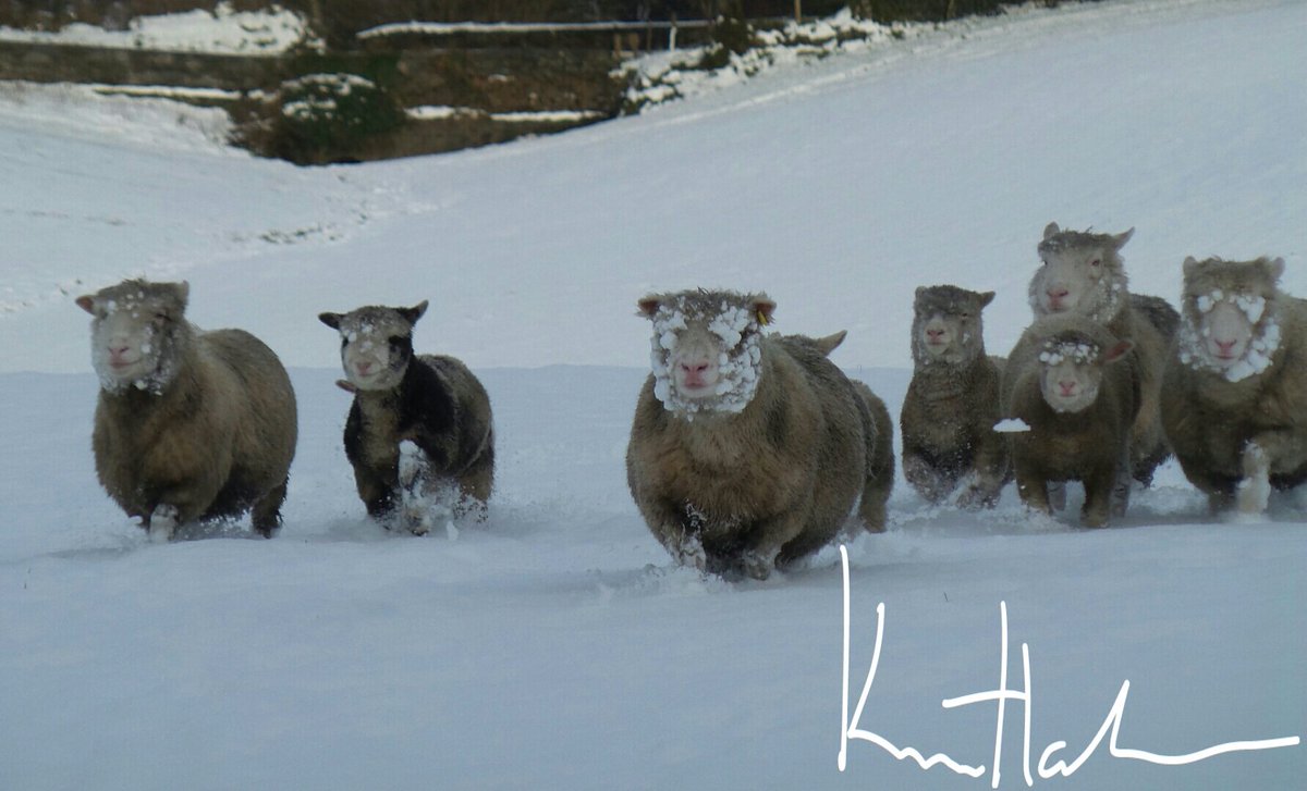 kevinharkin3's tweet photo. Co Derry sheep blinded by snow. 
Co #derry p's not my flock
#ireland
@HillFarmDerry @newslineweather 
 @WeatherCee @derryjournal
@StormHour @SnowHour https://t.co/pdmkwhedPv