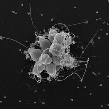 talinden's tweet photo. Hbd Darwin! 🎂🎉🔬🐦 #IStudyEvolution of multicellularity to understand how the first animal — your great-great-great-...-grandparent, a teeny little ball of cells — originated >600 million years ago. #DarwinDay #evolutionisawesome https://t.co/ujYLQVs1Ud
