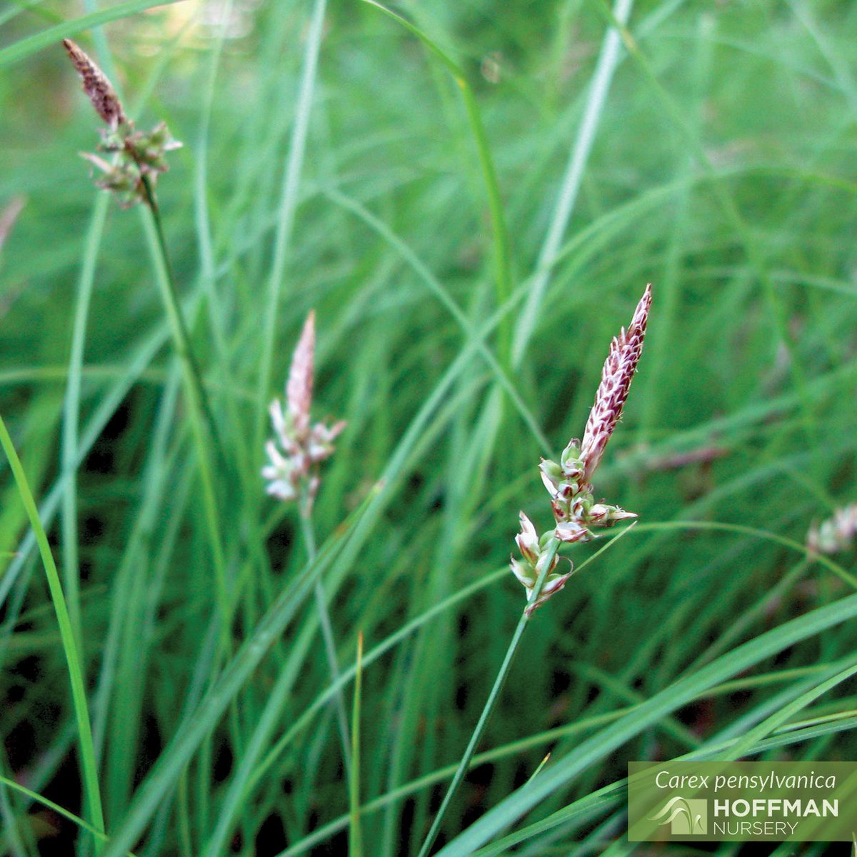 GrassSolutions's tweet photo. Our most popular native sedge, Carex pensylvanica, makes a fine lawn alternative and ground cover. It's also useful in woodland gardens or shady areas; however, it doesn’t mind being planted in the sun if it gets sufficient moisture. https://t.co/cK0p4CPWFh #SedgesMakeSense https://t.co/s1bO1tDZ98