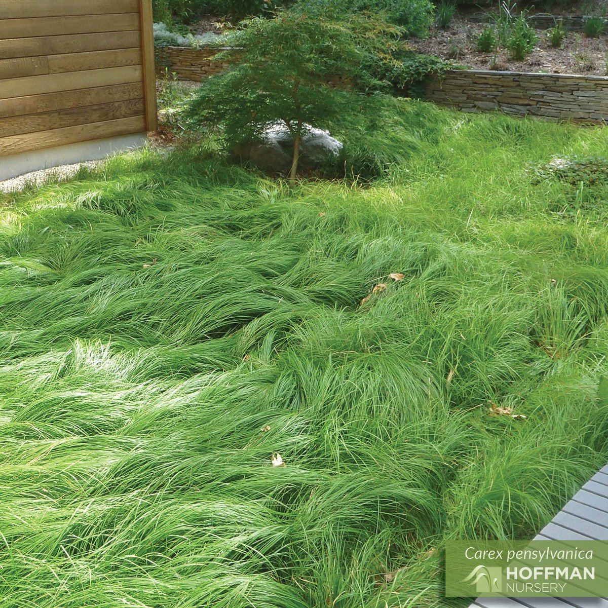 GrassSolutions's tweet photo. Our most popular native sedge, Carex pensylvanica, makes a fine lawn alternative and ground cover. It's also useful in woodland gardens or shady areas; however, it doesn’t mind being planted in the sun if it gets sufficient moisture. https://t.co/cK0p4CPWFh #SedgesMakeSense https://t.co/s1bO1tDZ98