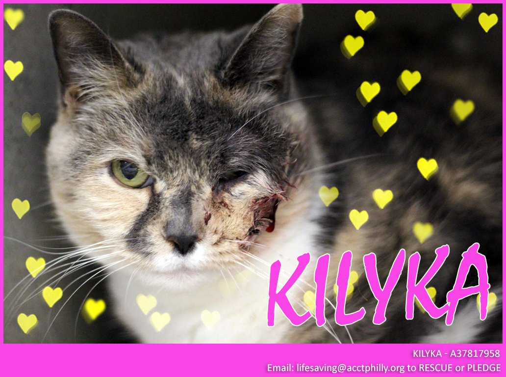 philafelines's tweet photo. Urgent! Lovely senior KILYKA was surrendered by owner to ACCT Philly w/ serious facial injury. She must exit by 8pm MONDAY 2/12 as shelter does not have resources to provide. Please mail lifesaving@acctphilly.org ASAP if you can RESCUE or to PLEDGE a donation to encourage Rescues https://t.co/N3IIs3J6gl