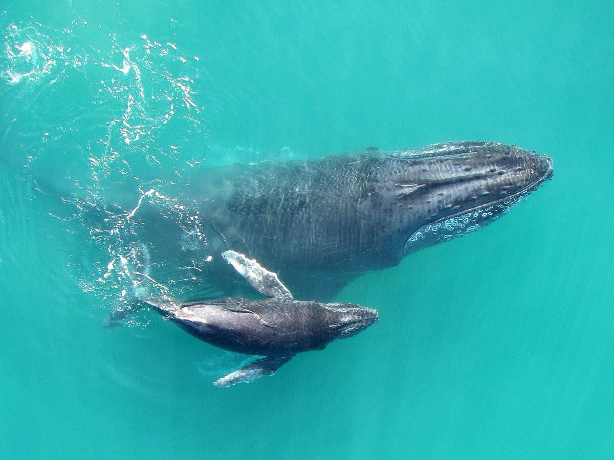 Cute science fact: Humpback whale calves whisper to their mothers so other nearby whales can't hear them 🐳😍