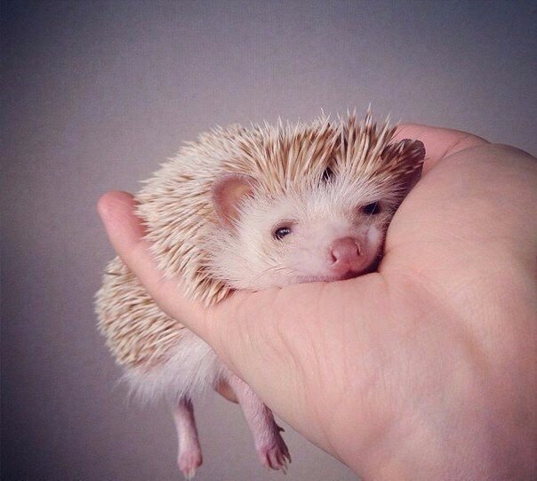 Смерти💀вопряки🖤 tweet media