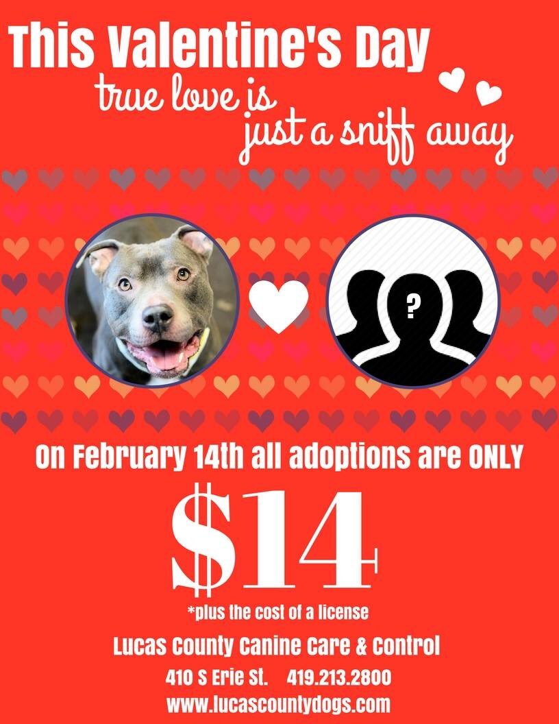 LucasCountyDogs's tweet photo. Pippen, 2 yr

Training for his first marathon.  Really into fitness. Chasing his dreams like they are tennis balls.  Looking for a relationship full of fun, adventure and mystery! 

All adoption fees are only $14(plus a license) on Valentine's Day!! Come find true love! https://t.co/MWeOjRlUOS