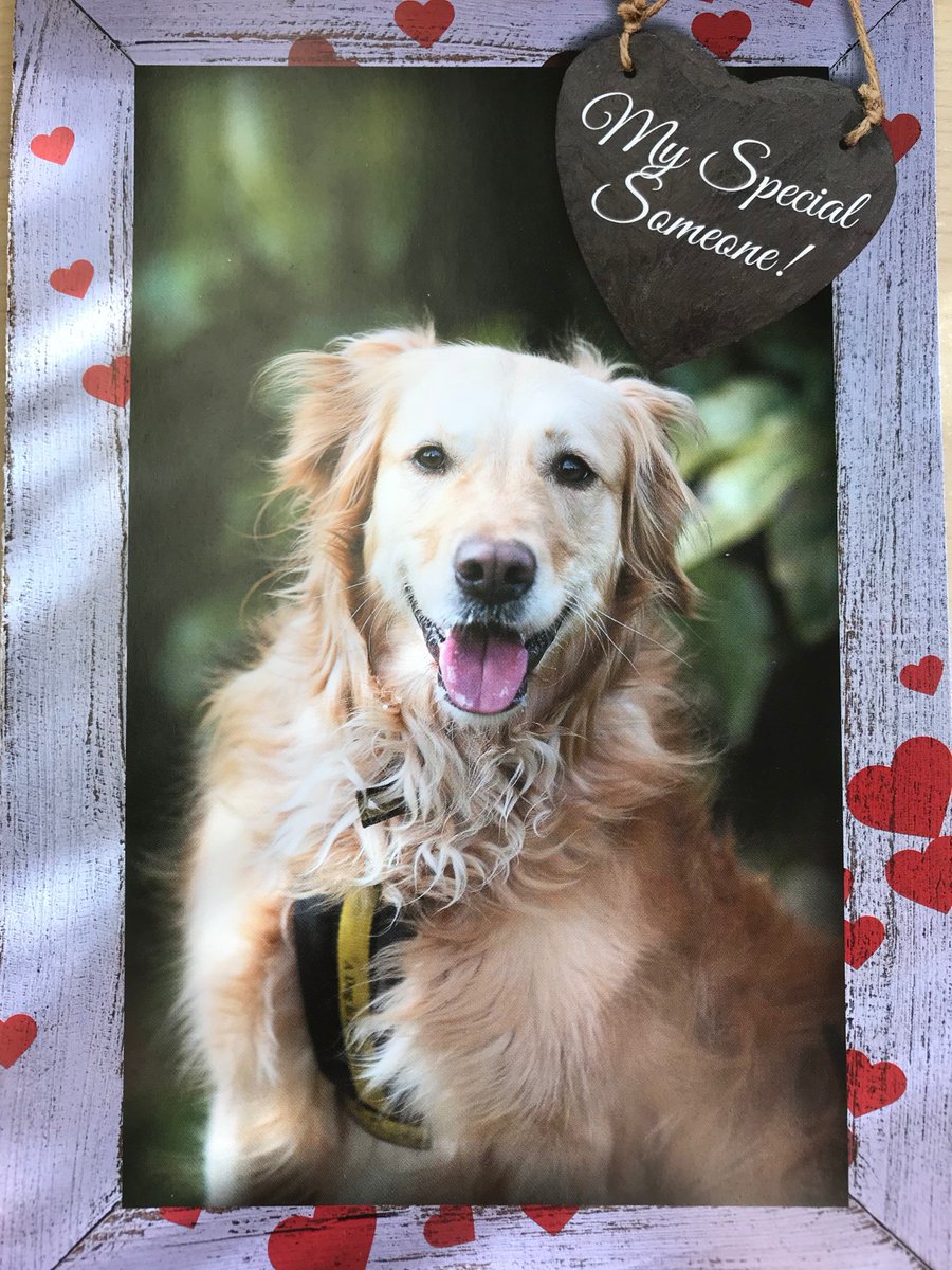 DogsinNland's tweet photo. We received a very special Valentine's from our lovely sponsored doggie - Honey @DogsTrust. We do love to hear all of Honey's latest news. We love you too honey! #dogfriendly @CottagesInNland #Valentines #dogs https://t.co/l0VhZukvMp