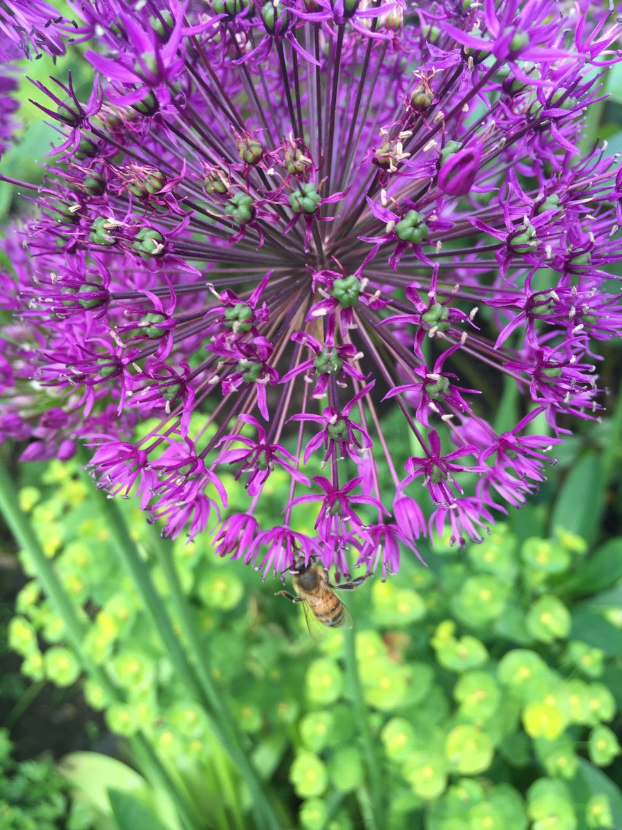 Want to keep #bees but don't have the time or space? Or maybe you're just interested in nature and honey bees? Adopt a Beehive gives an insight into the fascinating life in the hive, and all funds raised support projects that help honey bees bbka.org.uk/adopt-a-beehiv…