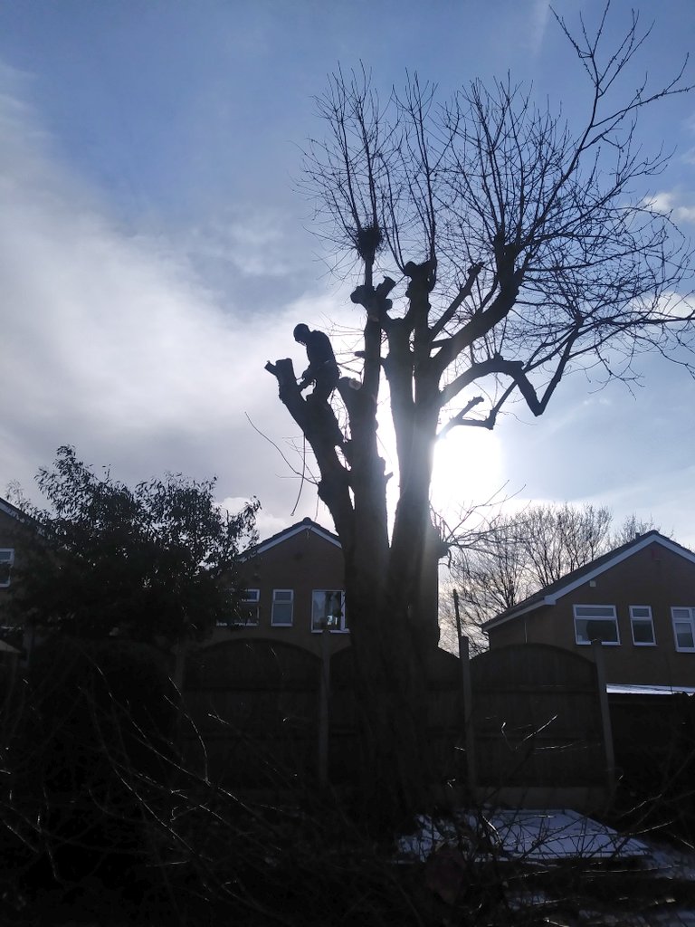 JDWTREE_SERVICE's tweet photo. Job the lads did today cherry tree pollarding. Sadly no crypto payment but it's coming #CryptoTreeMan #PayWithLitecoin #PayWithBitcoin #PayWithEthereum #treesurgeonlife #Treeclimber #Adrenalinejunkie #lovemyjob https://t.co/fROJ1ycNaI