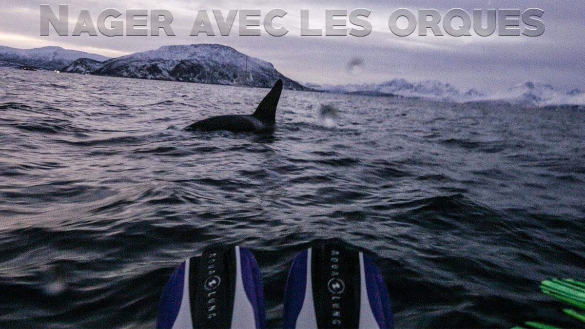 Little_Gypsy_'s tweet photo. Vidéo très spéciale pour moi ❤️
Je vous parle de ma passion, des orques et du pouvoir de réaliser ses rêves : https://t.co/88xCG8qVXj https://t.co/U9wkpR0Nao