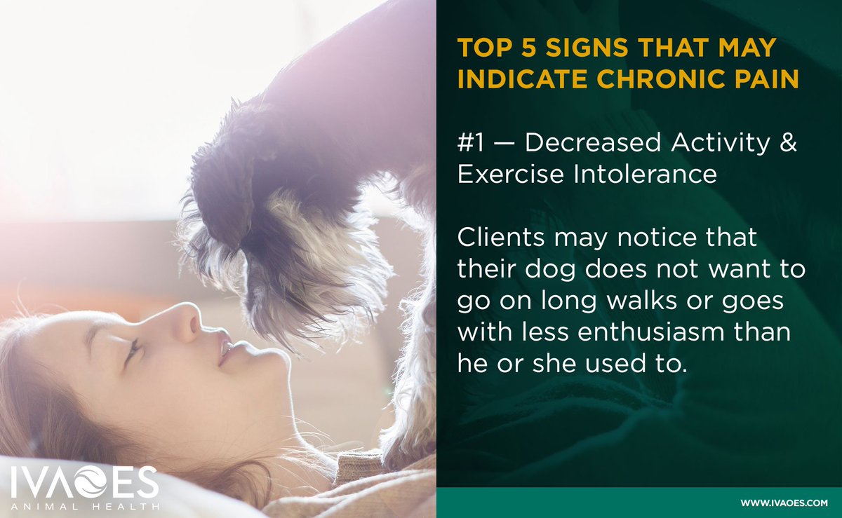 IvaoesAH's tweet photo. Has the pet been more or less active lately? https://t.co/e1IJc1nDqY