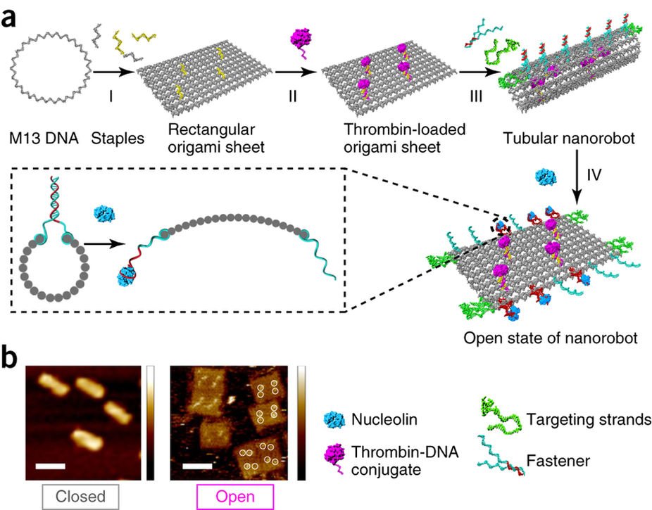 A DNA #nanorobot functions as a cancer therapeutic in response to a molecular trigger in vivo go.nature.com/2CgdVce