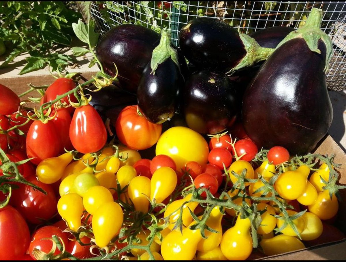 SeedGrab's tweet image. Sunny spring harvest. #yellowpeartomatoes #romatomatoes #sweet100tomatoes #heirloomtomatoes #blackbeautyeggplant #gardenharvest #garden #growyourownfood #desertgarden #azgardening #Phxgardening #gardensinbloombybarb #seedgrab