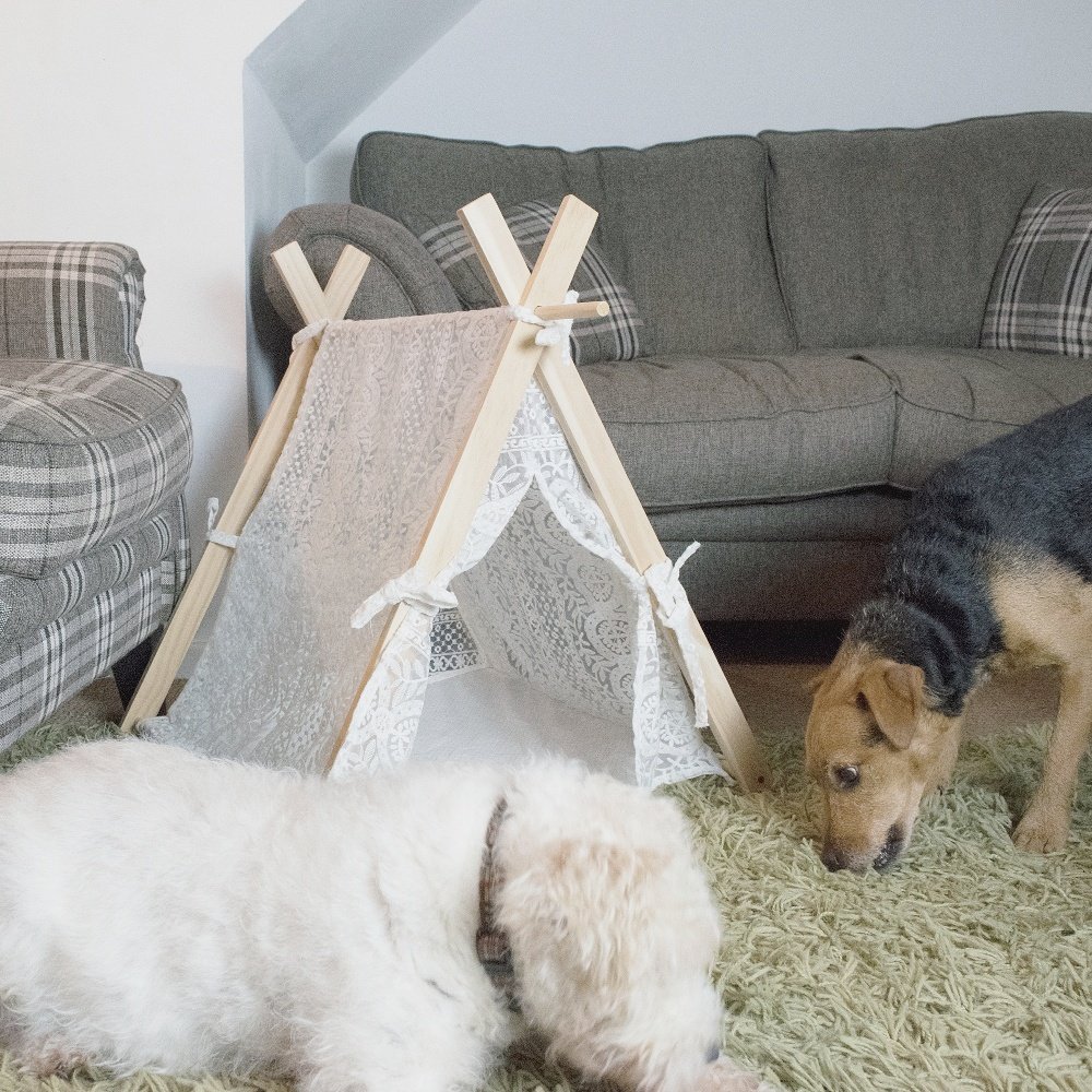 kattandhound's tweet photo. When your just after a photo of a dog in a tent 😂💕 #PetBed #DogsOfTwitter #DogTeepee https://t.co/oqPxnd1rNi