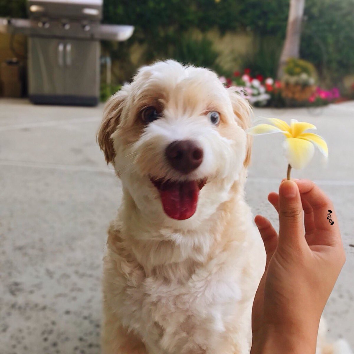 dog looking fabulous with a flower behind his ear