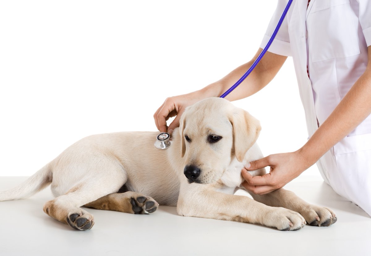 serrapeptase for dogs