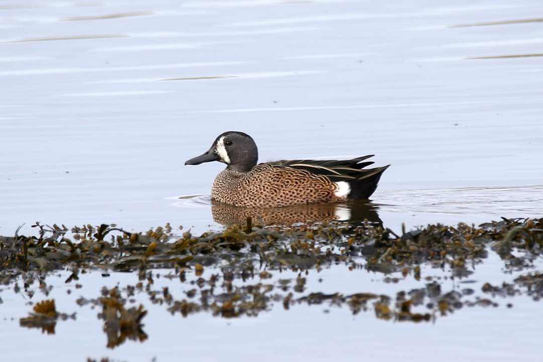 BirdingGaliza's tweet photo. Cerceta aliazul de Ponteceso x Delfín González
Anas discors
A Coruña https://t.co/oySIHN0iIy
