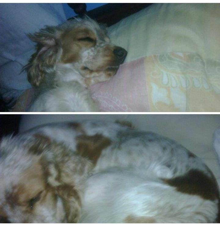 NadiaAbigaail's tweet photo. Se llama Paz pero responde al nombre que dice ahí tamb, por favor🙏 https://t.co/Ma2dbqztE1