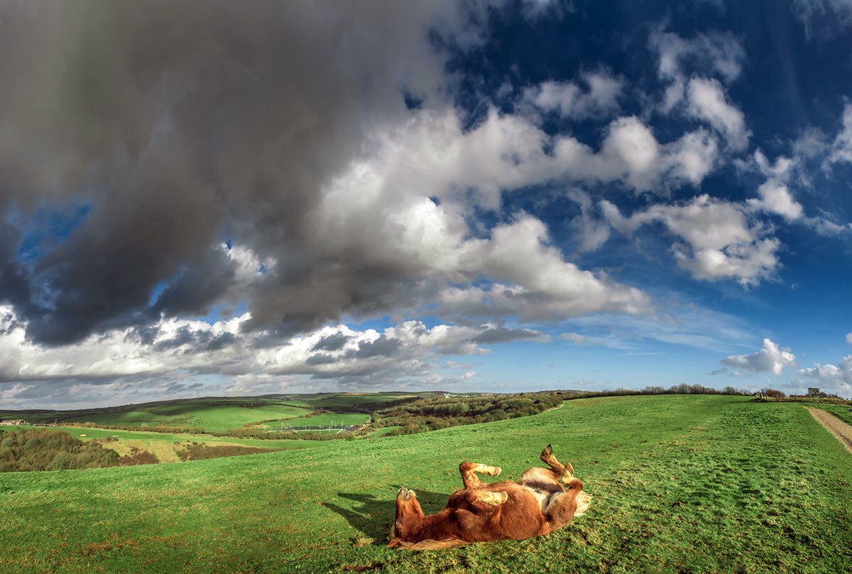 andrewhasson's tweet photo. Up on the Downs today #ponies #sdnp #brighton #stormsahead #weather #backscratch https://t.co/UXI38VGepN