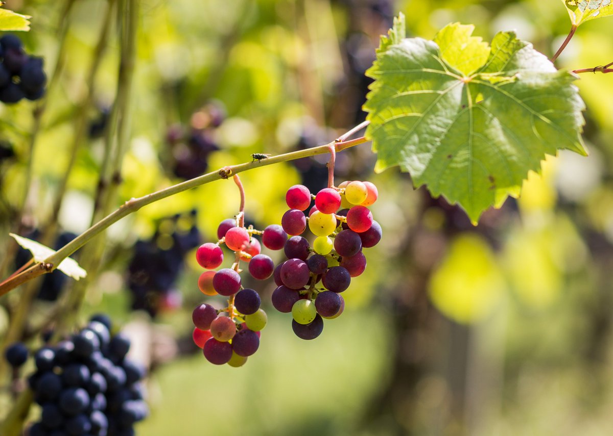MichiganCrafted's tweet photo. Heeyyoooo Michigan wines get a nod from @CultureTrip with a great capture of our industry. Loving it! https://t.co/lsrOBpgAyi https://t.co/c5WhIU4nVR