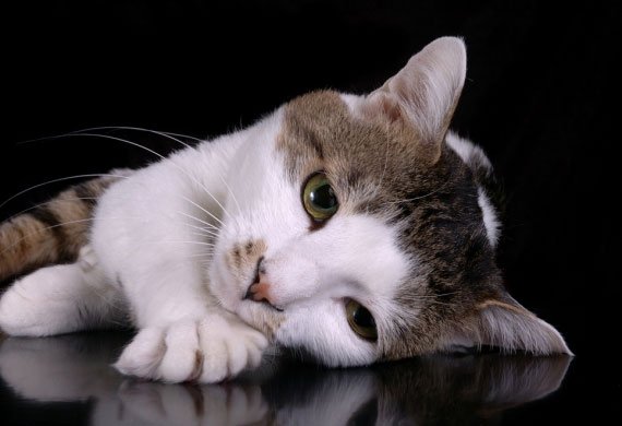 دليل عيادات بيطرية tweet media