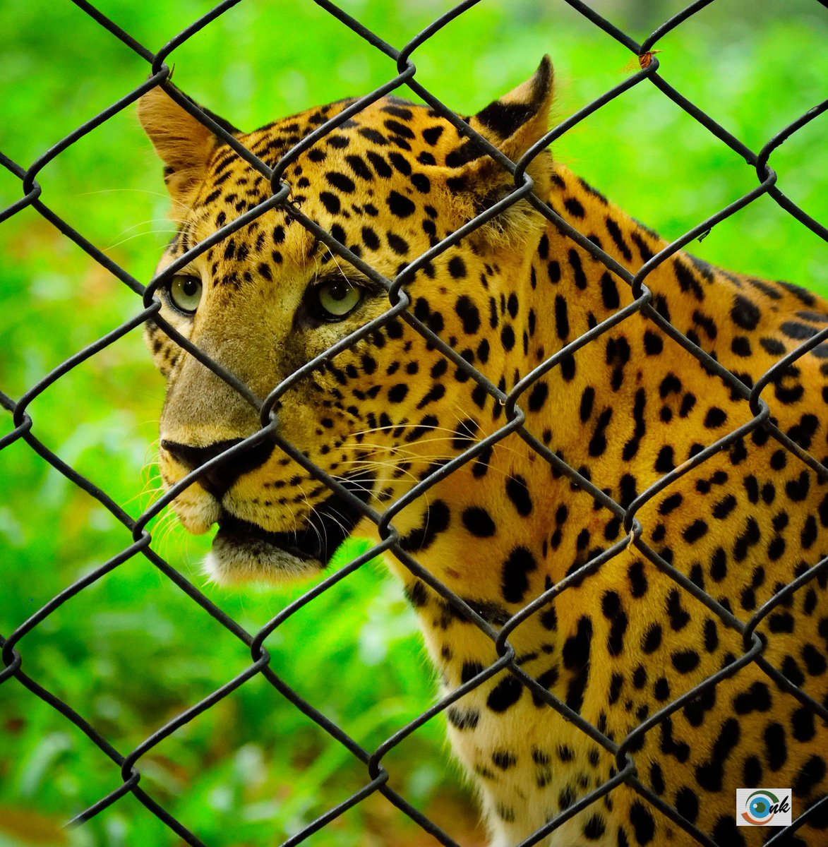 Nandakumar_P's tweet image. #O2SPhoto Don't think that i am in cage