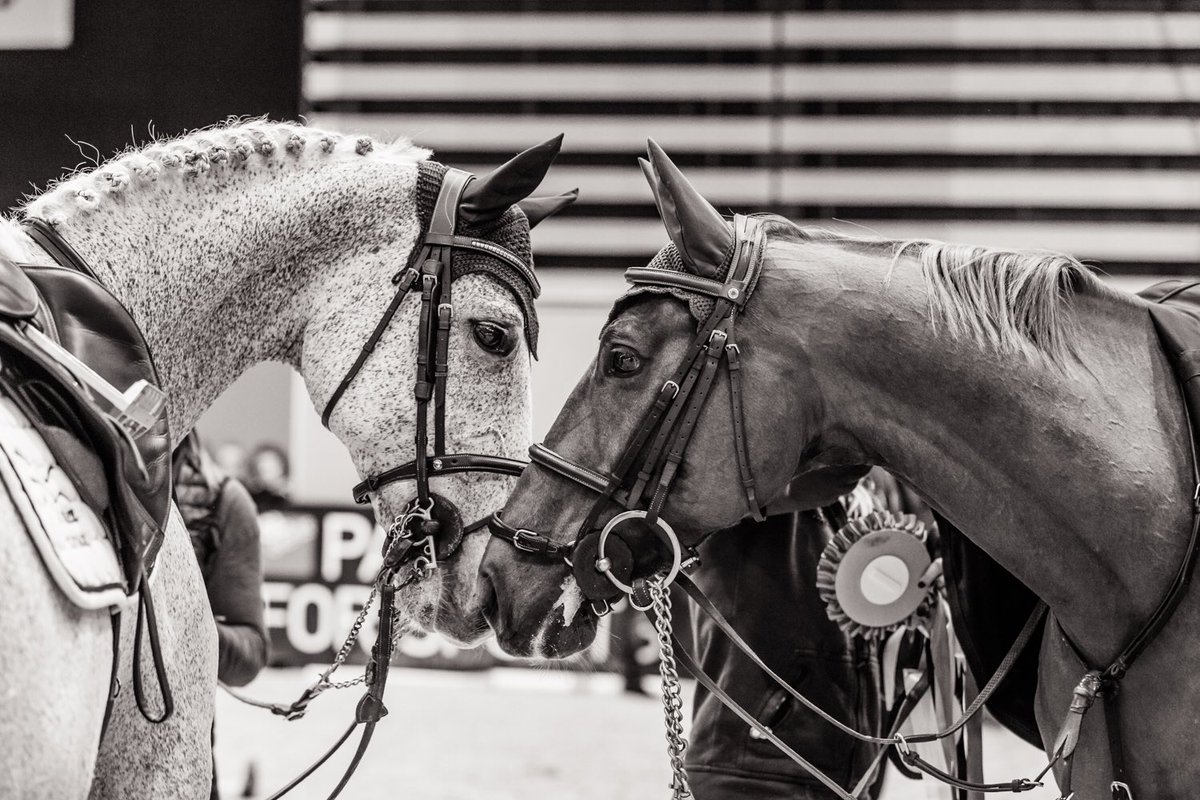 “To many, the words love, hope and dreams are synonymous with horses” - Anon 
⠀  ⠀
📸©FEI/ Christophe Taniere 
⠀  ⠀
#TwoHearts #ValentinesDay