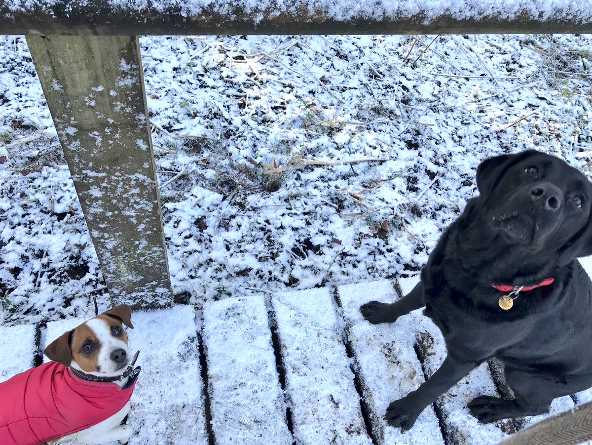 Snowy Monday walks 💙🐶❄️🐶💜