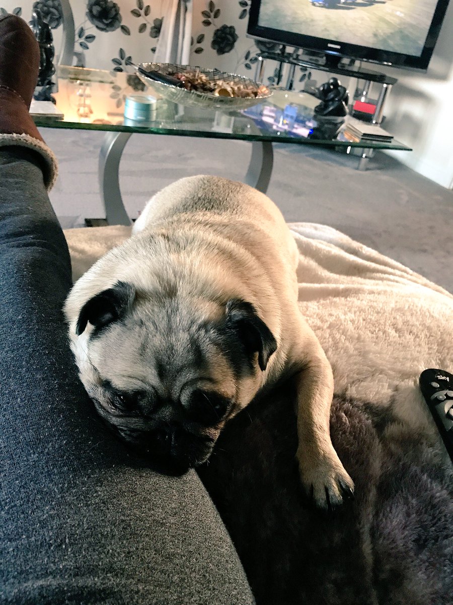 apugcalledpeggy's tweet photo. Feeling a bit loved up with my #MommaL #pugs #puglove #puglovers #PugsofTwitter #PugsOfInstagram #pugchat #pug #pugstagram #pugstyle https://t.co/OgsfgMeRSe