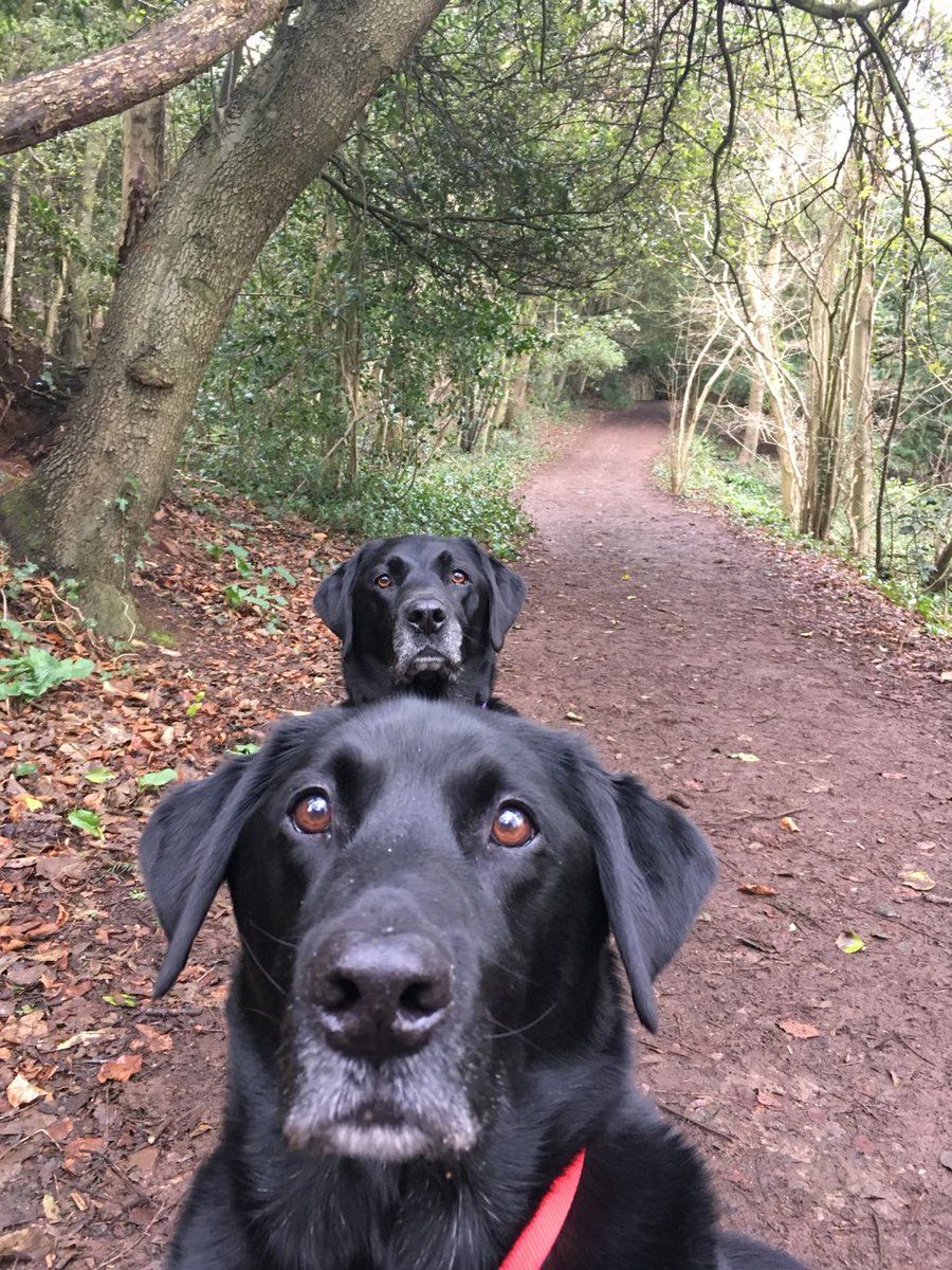 Brother Photobomb! 

#photobombed #brotherfromanothermother #labradors