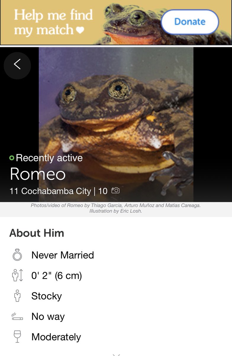 Romeo dating profiili