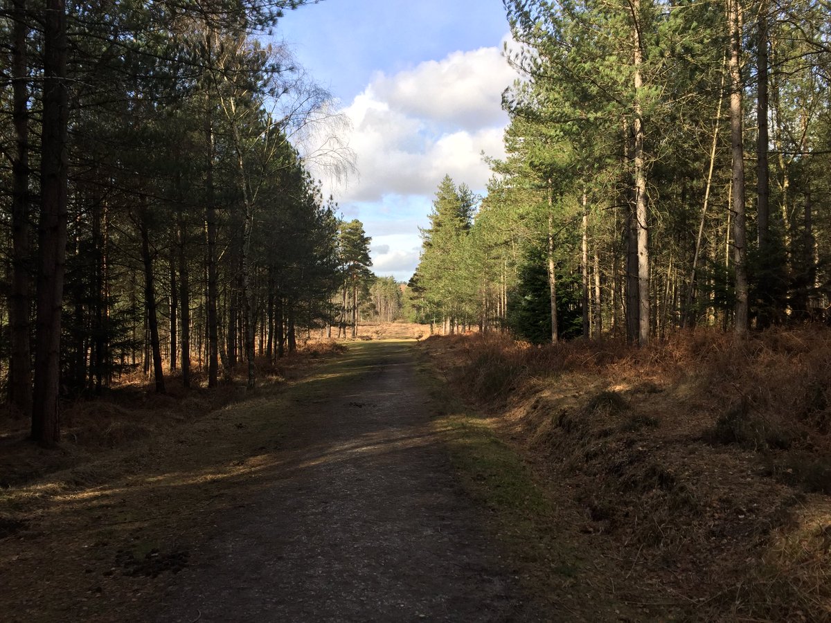 Chris_Paul's tweet photo. A really enjoyable 14 mile walk in the New Forest. Back at the hotel now to recover &amp; have a few beers #GetOutdoors #igooutdoors #walking #hiking #newforest #osmaps https://t.co/wmfdSNuGnF