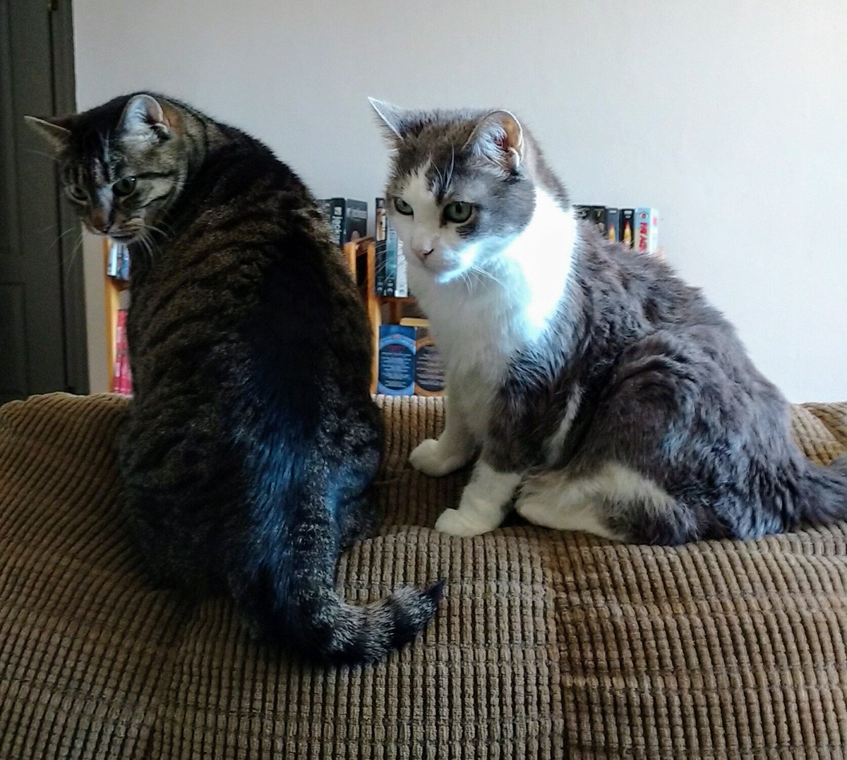The_Hobo_Jesus's tweet photo. Caption this #SplashTCat #MagooFuzzbutt https://t.co/v5ja1YILHG