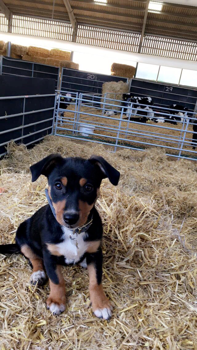 shepardess1's tweet photo. Pidge helping me out with bedding for tomorrow's deliveries 🙈🐶🐄 https://t.co/75N3r5tBhQ
