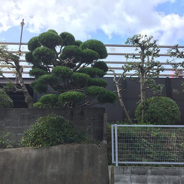 e_gardener's tweet image. Looking up at the #clouds. #cloudpruning 😊 #japanesegardens ift.tt/2Eo67vi
